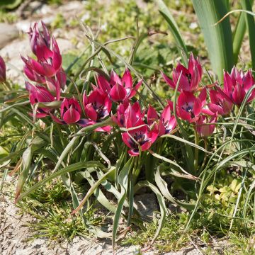 Tulipa humilis Norah - Dwergtulp