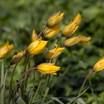 Tulipa sylvestris - Bostulp