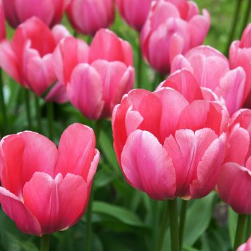Tulipa Darwin Pink Impression - Darwintulp