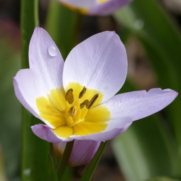 Tulipa saxatilis - Botanische tulp