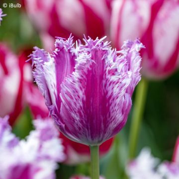 Tulipa crispa Purple Circus - Gefranjerde tulp