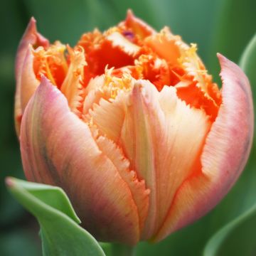 Tulipa crispa Royal Centennial - Gefranjerde tulp