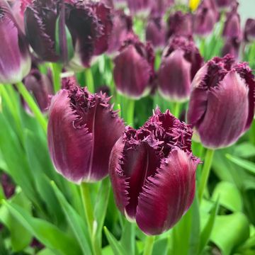 Tulipa crispa Purple Crystal - Gefranjerde tulp