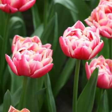 Tulipa Columbus - Dubbele vroege tulp