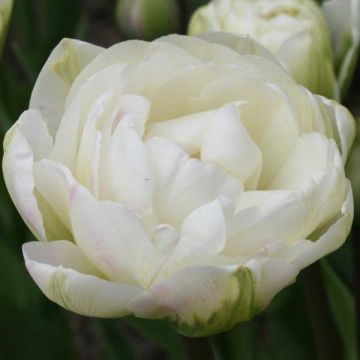 Tulipa fosteriana Exotic Emperor  - Fosteriana-tulp