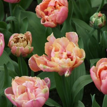 Tulipa Pink Star - Dubbele late tulp