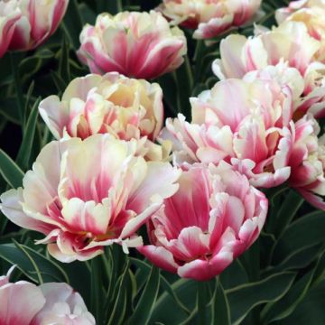 Tulipa Toplips - Dubbele late tulp
