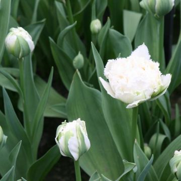 Tulipa crispa Snow Crystal - Gefranjerde tulp