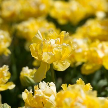 Tulipa Yellow Margarita - Dubbele vroege tulp