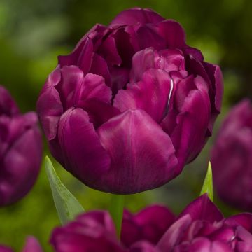 Tulipa Alison Bradley - Dubbele vroege tulp