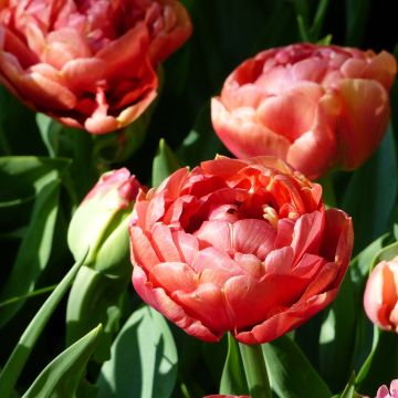 Tulipa Copper Image - Dubbele vroege tulp