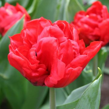 Tulipa Elisabeth - Dubbele vroege tulp