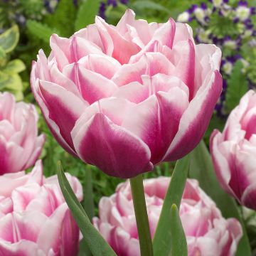 Tulipa Fantasy Lady - Dubbele vroege tulp
