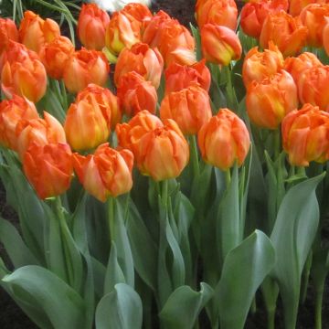 Tulipa Monte Orange - Dubbele vroege tulp