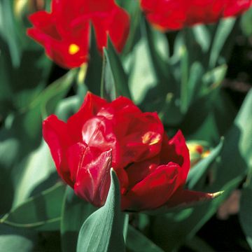 Tulipa Viking - Dubbele vroege tulp