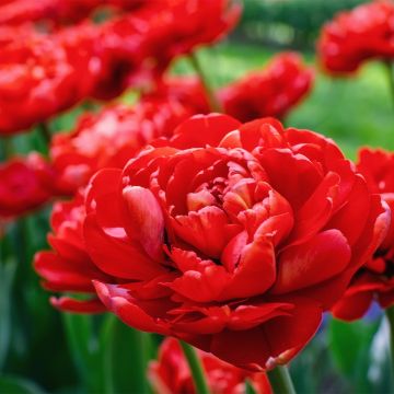 Tulipa Red Baby Doll - Dubbele vroege tulp