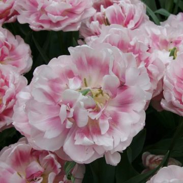 Tulipa Melrose - Dubbele vroege tulp