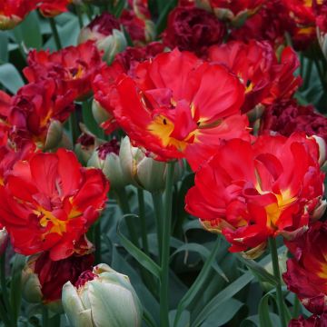 Tulipa Pop Up Red - Dubbele late tulp