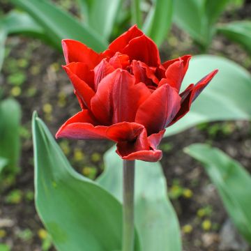Tulipa Red Princess - Dubbele late tulp