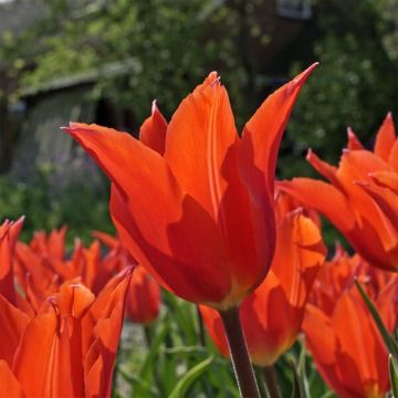 Tulipa Dutch Dancer - Leliebloemige tulp