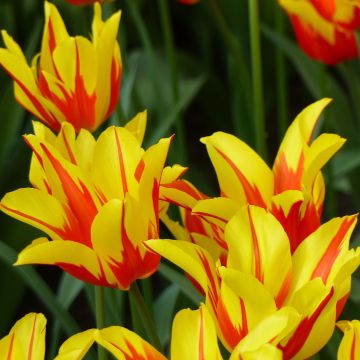 Tulipa Fire Wings - Leliebloemige tulp