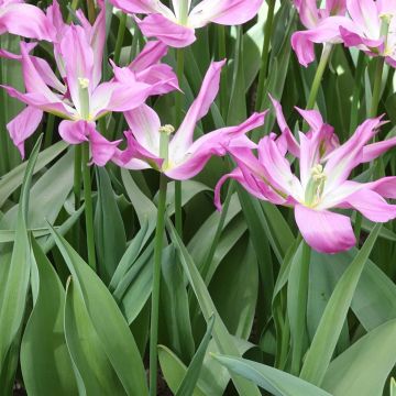 Tulipa Purple Dance - Leliebloemige tulp