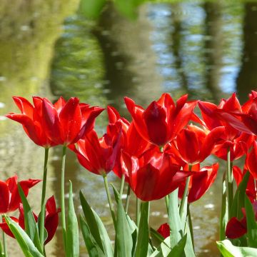 Tulipa Red Shine - Leliebloemige tulp