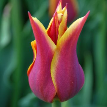 Tulipe Sonnet - Leliebloemige tulp