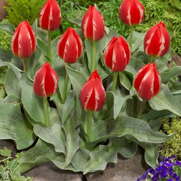 Tulipa greigii Friendly Fire - Greigii‑tulp