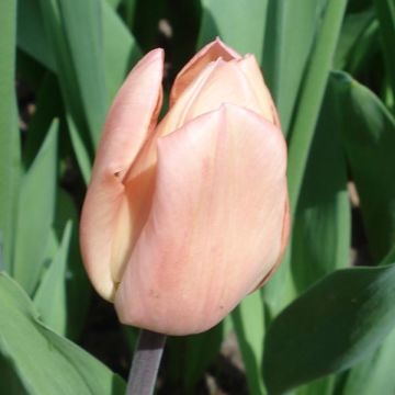 Tulipa greigii Für Elise - Greigii‑tulp