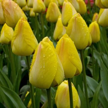Tulipa greigii Lemon Giant - Greigii‑tulp