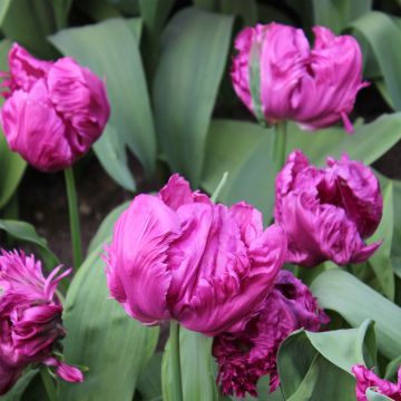 Tulp Perroquet Parrot Prince