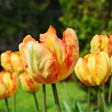 Tulipa Comet - Papegaaitulp