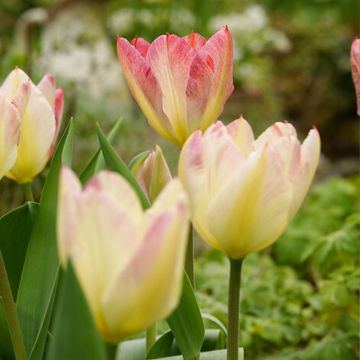 Tulipa Antoinette - Meerbloemige tulp