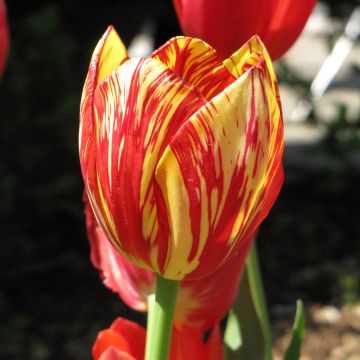Tulipa Colour Spectacle - Meerbloemige tulp