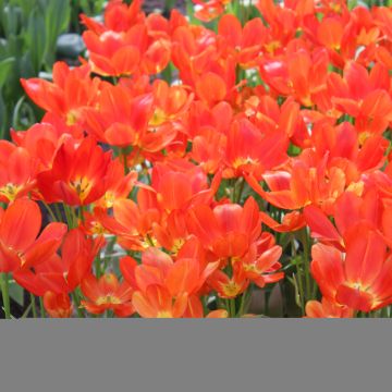 Tulipa Orange Bouquet - Meerbloemige tulp