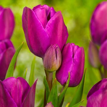 Tulipa Purple Bouquet - Meerbloemige tulp
