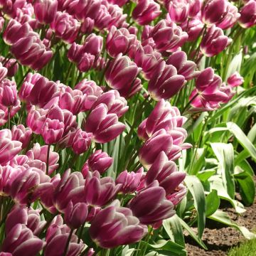 Tulipa Purple Elegance - Meerbloemige tulp