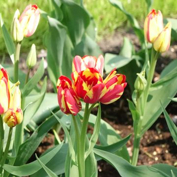 Tulipa Sunshine Club - Meerbloemige tulp