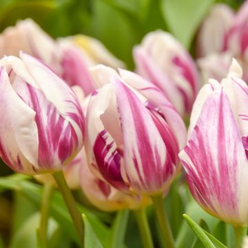 Tulipa Flaming Prince - Vroegbloeiende enkele tulp