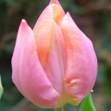 Tulipa Salmon Prince - Enkele vroege tulp
