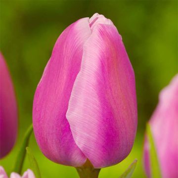Tulipa Aafke - Vroegbloeiende enkele tulp