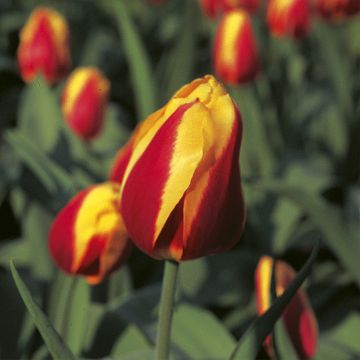 Tulipa Keizerskroon - Enkele vroege tulp