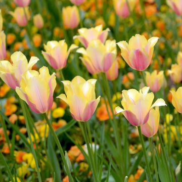 Tulipa Blushing Lady - Enkele late tulp
