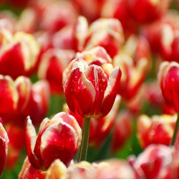 Tulipa Triumph Armani - Triumphtulp