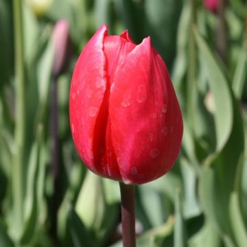 Tulipa Triumph Bastogne - Triumphtulp