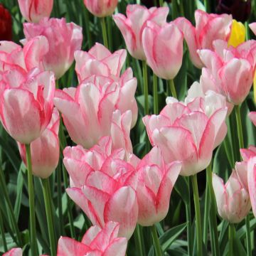 Tulipa Triumph Beauty Trend - Triumphtulp
