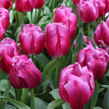 Tulipe Triumph In Love - Triumphtulp