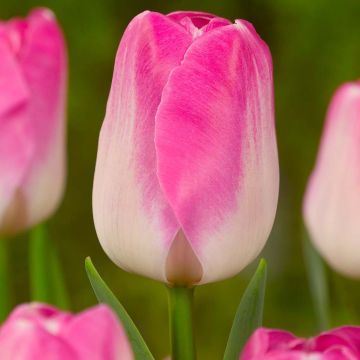 Tulipa Triumph Innuendo - Triumphtulp