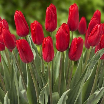 Tulipe Triumph Red Proud - Triumphtulp